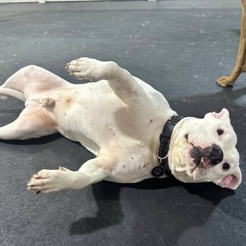 D Pet Hotels Hollywood - Doggy daycare - Pet Groomers Near Me - Los Angeles, California