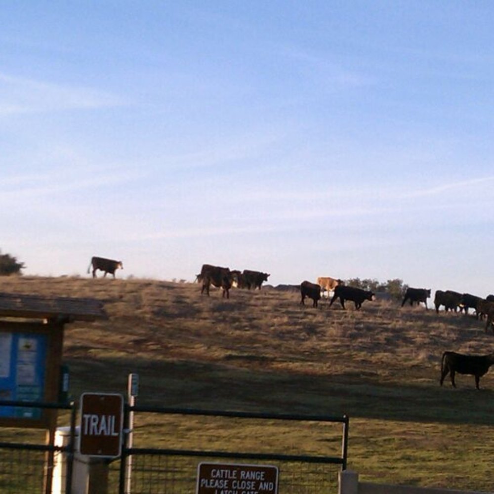 Ramona Grasslands Preserve - Cattle grazing. - Hiking Near Me - Ramona, California Ramona Grasslands Preserve - Cattle grazing. - Hiking Near Me - Ramona, California