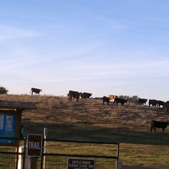 Ramona Grasslands Preserve - Cattle grazing. - Hiking Near Me - Ramona, California Ramona Grasslands Preserve - Cattle grazing. - Hiking Near Me - Ramona, California