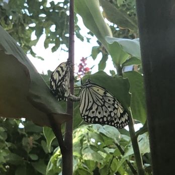 Cockrell Butterfly Center - Museums Near Me - Houston, Texas Cockrell Butterfly Center - Museums Near Me - Houston, Texas