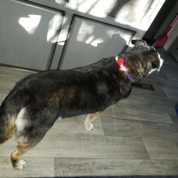 Our 16 year old Lizzy looks so poofy! Great job! Our 16 year old Lizzy looks so poofy! Great job!