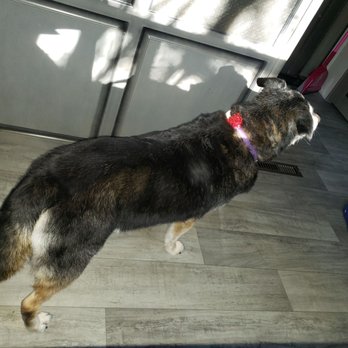TailWaggers Salon and Boutique - Our 16 year old Lizzy looks so poofy! Great job! - Pet Groomers Near Me - Diberville, Mississippi TailWaggers Salon and Boutique - Our 16 year old Lizzy looks so poofy! Great job! - Pet Groomers Near Me - Diberville, Mississippi