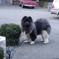Blue Collar Pet Salon & Self Service - My Big Noble Buddy Po...