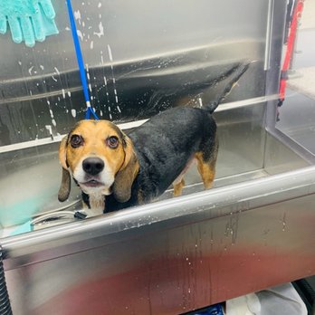 Furry Land - Orlando - Pet Groomers Near Me Furry Land - Orlando - Pet Groomers Near Me