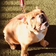 Photo of Schuylkill River Dog Run - Philadelphia, PA, United States. Humphrey