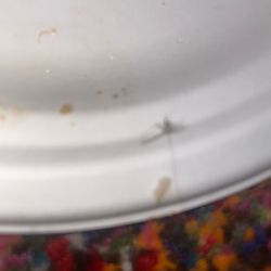 KFC - Famous Bowl