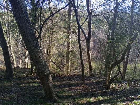 hillside clearing - this job was a complete uphill and downhill battle. property needed clearing for new construction.