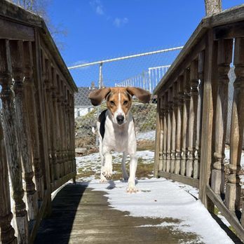 Tee Emm's Kennels - Pet Sitting Near Me - Methuen, Massachusetts Tee Emm's Kennels - Pet Sitting Near Me - Methuen, Massachusetts