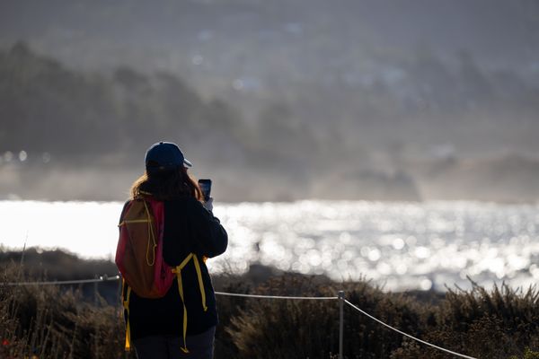 Point Lobos State Natural Reserve by null