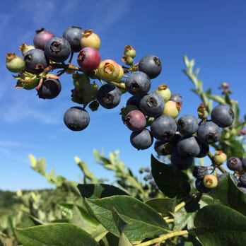 Kelley's Berry Farm - Pick Your Own Farms Near Me - Castalian Springs, Tennessee Kelley's Berry Farm - Pick Your Own Farms Near Me - Castalian Springs, Tennessee