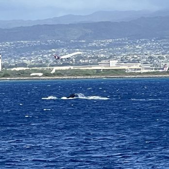 Majestic by Atlantis Cruises - Boat Tours Near Me - Honolulu, Hawaii Majestic by Atlantis Cruises - Boat Tours Near Me - Honolulu, Hawaii