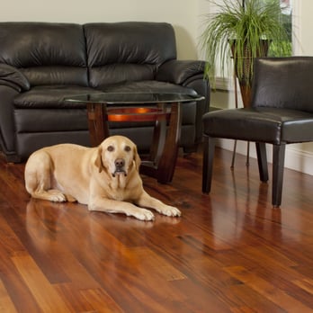 The Wood Floor Connection - a dog and a cat - Flooring Near Me - Amherst, New Hampshire The Wood Floor Connection - a dog and a cat - Flooring Near Me - Amherst, New Hampshire
