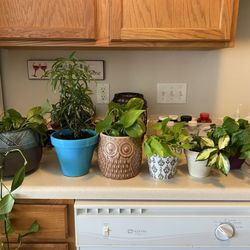 Stein's Garden & Home