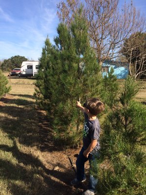 Christmas Trees - The Farm will open for Christmas tree sales on November 25, the Monday of Thanksgiving Week.
Hours: 11:00 AM – 5:45 PM DAILY
Closed Thanksgiving Day
Begin your Holiday Season with a short trip to the scenic Texas Hill Country to get your FARM GROWN Christmas tree and FRESH fragrant Fraser fir wreaths.
HOME OF “LIVING CHRISTMAS TREES”!
PRICES
CHOOSE & CUT TREES IN THE FIELD (Afghan pine – Leyland cypress – Arizona cypress)
approximately $12 per foot.
FRASER FIR (PREMIUM PRECUT from North Carolina) – kept in water & shade Starting at $69.95.
LIVING CHRISTMAS TREES (In 15 gallon pots) $159.95
CASH, CHECK, MASTER, VISA , DISCOVER, AMERICAN EXPRESS CREDIT CARDS Christmas Trees - The Farm will open for Christmas tree sales on November 25, the Monday of Thanksgiving Week.
Hours: 11:00 AM – 5:45 PM DAILY
Closed Thanksgiving Day
Begin your Holiday Season with a short trip to the scenic Texas Hill Country to get your FARM GROWN Christmas tree and FRESH fragrant Fraser fir wreaths.
HOME OF “LIVING CHRISTMAS TREES”!
PRICES
CHOOSE & CUT TREES IN THE FIELD (Afghan pine – Leyland cypress – Arizona cypress)
approximately $12 per foot.
FRASER FIR (PREMIUM PRECUT from North Carolina) – kept in water & shade Starting at $69.95.
LIVING CHRISTMAS TREES (In 15 gallon pots) $159.95
CASH, CHECK, MASTER, VISA , DISCOVER, AMERICAN EXPRESS CREDIT CARDS