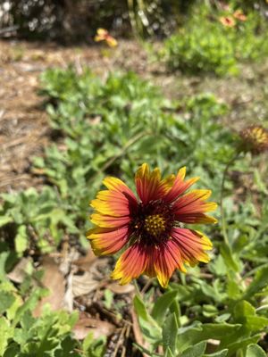 Boca Ciega Millennium Park by null