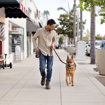 Toko Dogs - Pet Training Near Me Toko Dogs - Pet Training Near Me