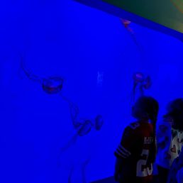 Jelly fish