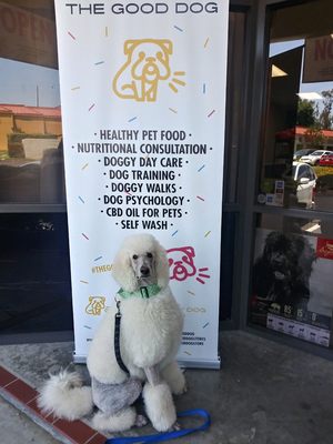 Pet Supplies, Products, and Accessories - Here at The Good Dog, we believe that every dog is a good dog. Our mission is to provide the highest quality pet food options, to help our customers offer a healthy lifestyle for their pets. We also provide doggy day care and dog self wash stations. Our staff is friendly and they are certified experts in pet nutrition. We welcome you and your pets to our modern chic pet boutique.
Visit our website today for a full list of current products or call today to book your next pet grooming session! Pet Supplies, Products, and Accessories - Here at The Good Dog, we believe that every dog is a good dog. Our mission is to provide the highest quality pet food options, to help our customers offer a healthy lifestyle for their pets. We also provide doggy day care and dog self wash stations. Our staff is friendly and they are certified experts in pet nutrition. We welcome you and your pets to our modern chic pet boutique.
Visit our website today for a full list of current products or call today to book your next pet grooming session!