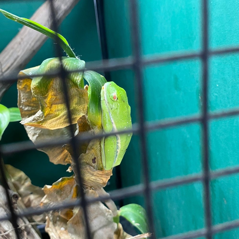 Iguanaland - Red Eye Tree Frog - Zoos Near Me - Punta Gorda, Florida
