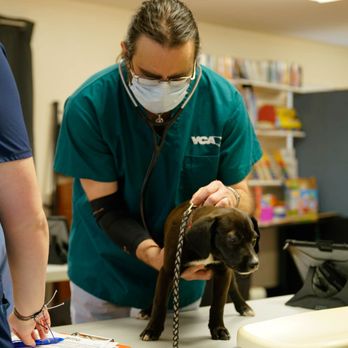 Remedy Pet Care - Veterinarians Near Me - Gainesville, Florida Remedy Pet Care - Veterinarians Near Me - Gainesville, Florida