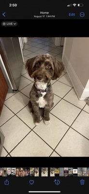 Dogma Grooming + Pet Needs by null