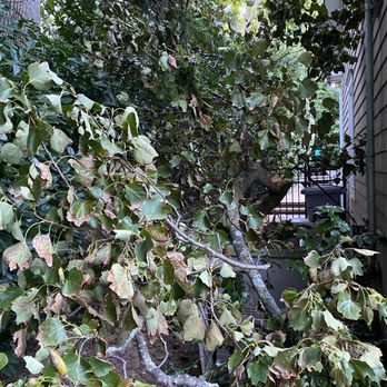 1. Lehman Plant Care