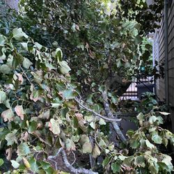 Lehman Plant Care