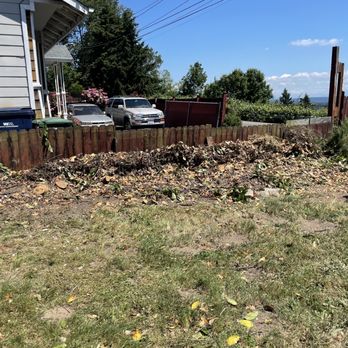 Better View Tree Service - Front side laurels cut down - Tree Services Near Me