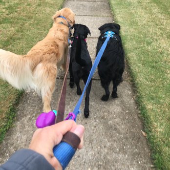 Whiskers & Tails - Dog Walkers in Carrollton, VA | Whiskers and Tails - Dog Walkers Near Me Whiskers & Tails - Dog Walkers in Carrollton, VA | Whiskers and Tails - Dog Walkers Near Me