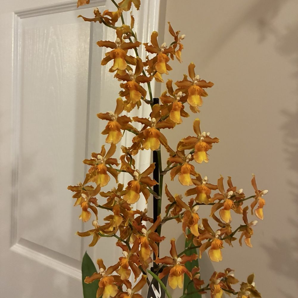 Siri Massage Studio - Orchids inside - Massage Near Me - Rolling Hills Estates, California Siri Massage Studio - Orchids inside - Massage Near Me - Rolling Hills Estates, California