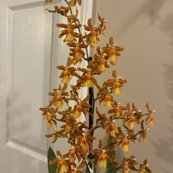 Orchids inside