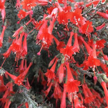 San Joaquin Fish Hatchery - Beautiful flowers on the trail - Aquariums Near Me - Friant, California San Joaquin Fish Hatchery - Beautiful flowers on the trail - Aquariums Near Me - Friant, California