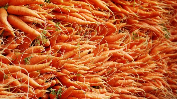 Hollywood Farmers Market by null