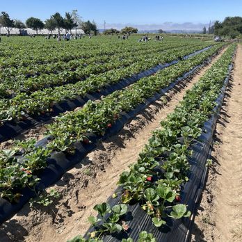Gizdich Ranch - Bakeries Near Me - Watsonville, California