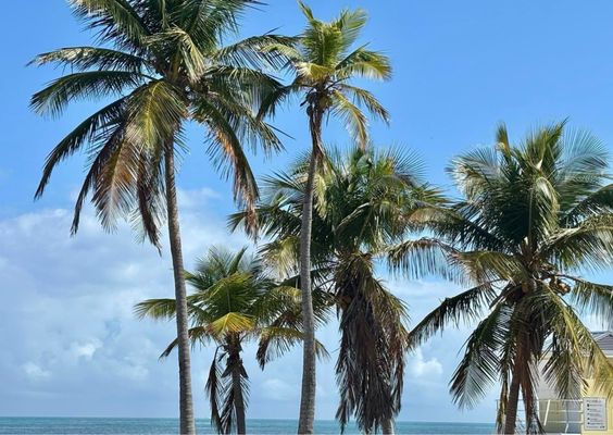 Coconut Grove by null