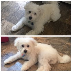 The Purrfect Paws - Before and After Photo