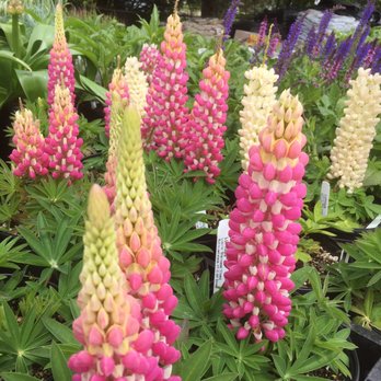 Vern Goers Greenhouse - Perennials. - Nurseries & Gardening Near Me - Hinsdale, Illinois Vern Goers Greenhouse - Perennials. - Nurseries & Gardening Near Me - Hinsdale, Illinois