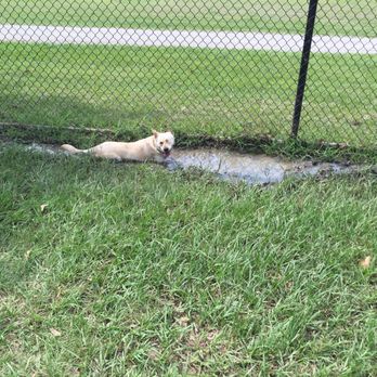 Meyer Park Dog Park - Dog Parks Near Me - Spring, Texas