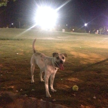 Kellogg Zaher Dog Park - Mushroom loves playing with her tennis ball and fetching. This place is massive and great for that! - Dog Parks Near Me - Las Vegas, Nevada Kellogg Zaher Dog Park - Mushroom loves playing with her tennis ball and fetching. This place is massive and great for that! - Dog Parks Near Me - Las Vegas, Nevada