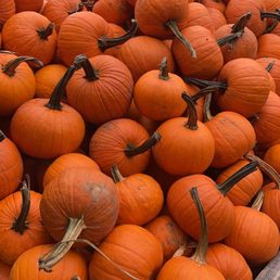 Reasonably priced pie pumpkins Reasonably priced pie pumpkins