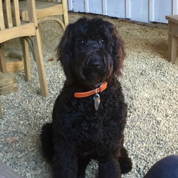 Knudawn Southern Goldendoodles & K9 Training - Bella, a happy doodle from Kareaway Kennels. - Pet Breeders Near Me Knudawn Southern Goldendoodles & K9 Training - Bella, a happy doodle from Kareaway Kennels. - Pet Breeders Near Me