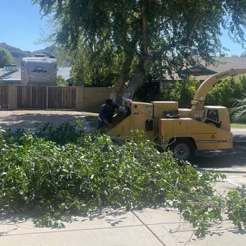 Tree Trimming - Clean disposal of branches and no mess left - Tree Services Near Me - Tempe, Arizona