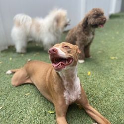 D.O.G - Coral Gables - My little girl happy at daycare :)