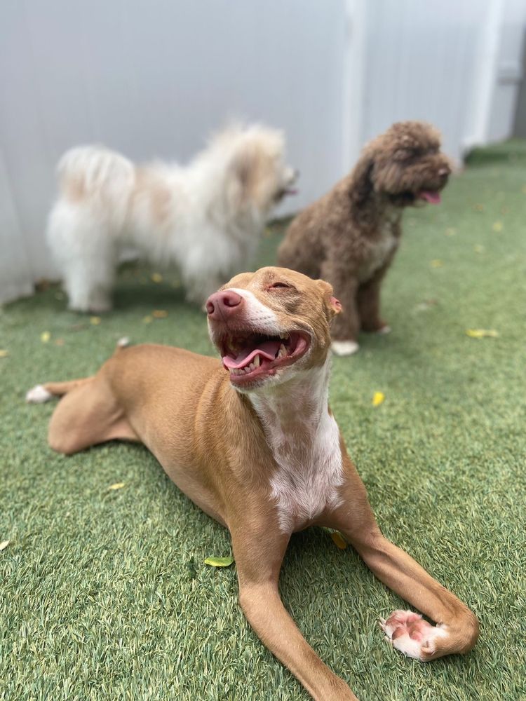 D.O.G - Coral Gables - pet boarding facility in Coral Gables, FL