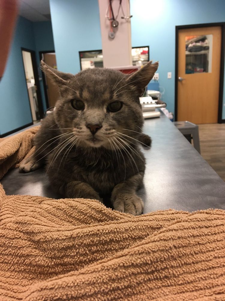 HAPPY TAILS VETERINARY CLINIC Updated October 2024 18 Photos 731