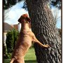 Southern California Vizsla Rescue