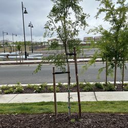 Beyond Tree Care - After- smaller than before, but now it has a chance! (It was bigger than the tree in background) Thank you!