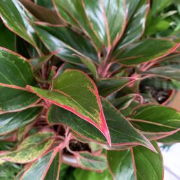 Beautiful tropical indoor plants Beautiful tropical indoor plants