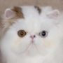 Photo of Capellos Way Cattery