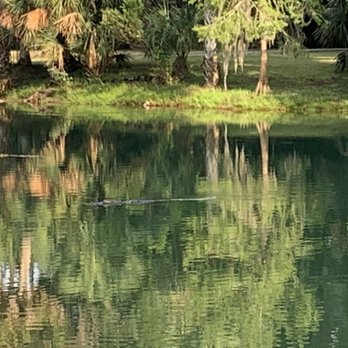 Gemini Springs Park - Gator! - Parks Near Me - Debary, Florida